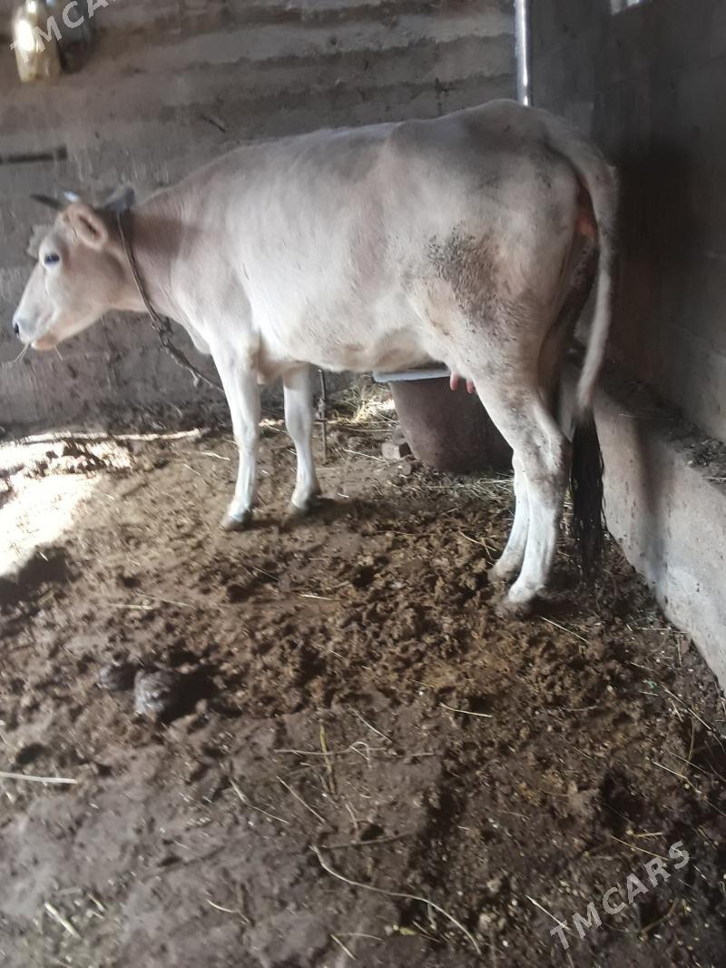 Sygyr - Гёкдепе - img 2