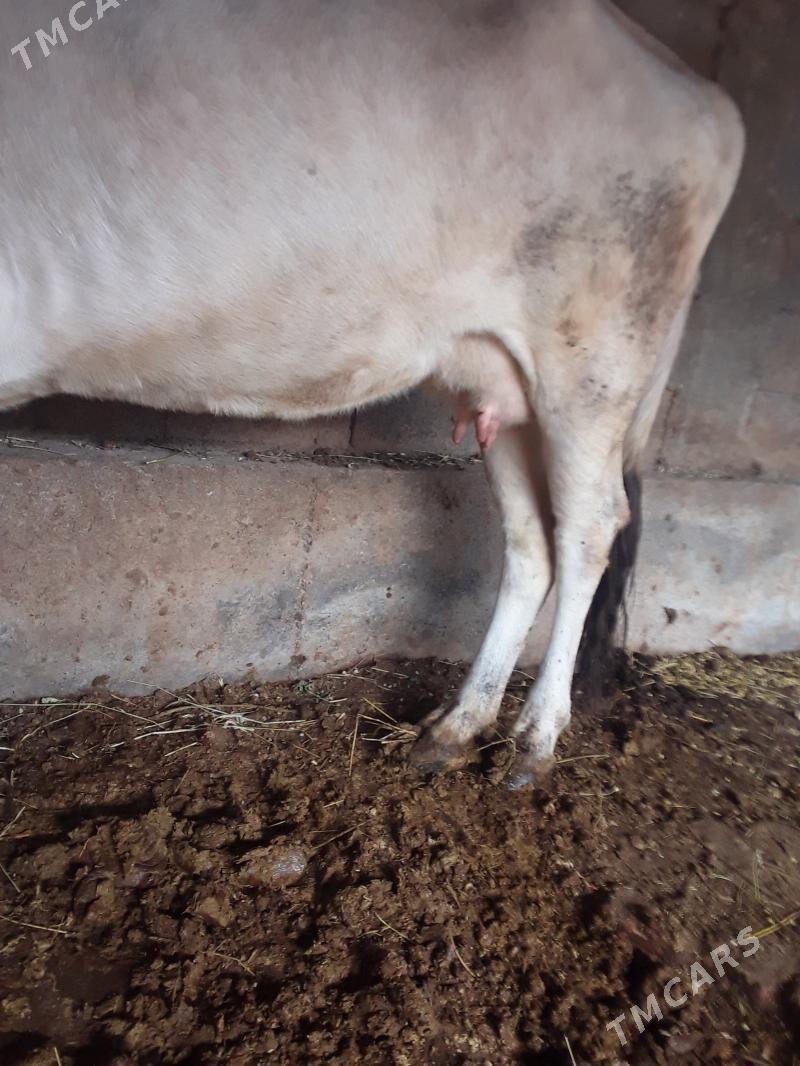 Sygyr - Гёкдепе - img 3