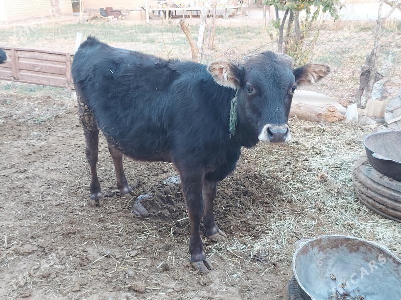 Öküz - Бабадайхан - img 1