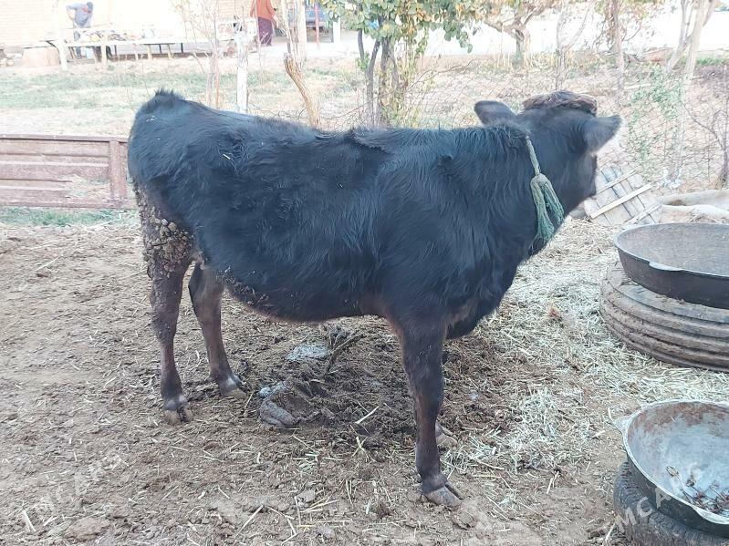 Öküz - Бабадайхан - img 2