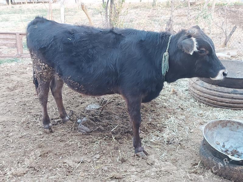 Öküz - Бабадайхан - img 3