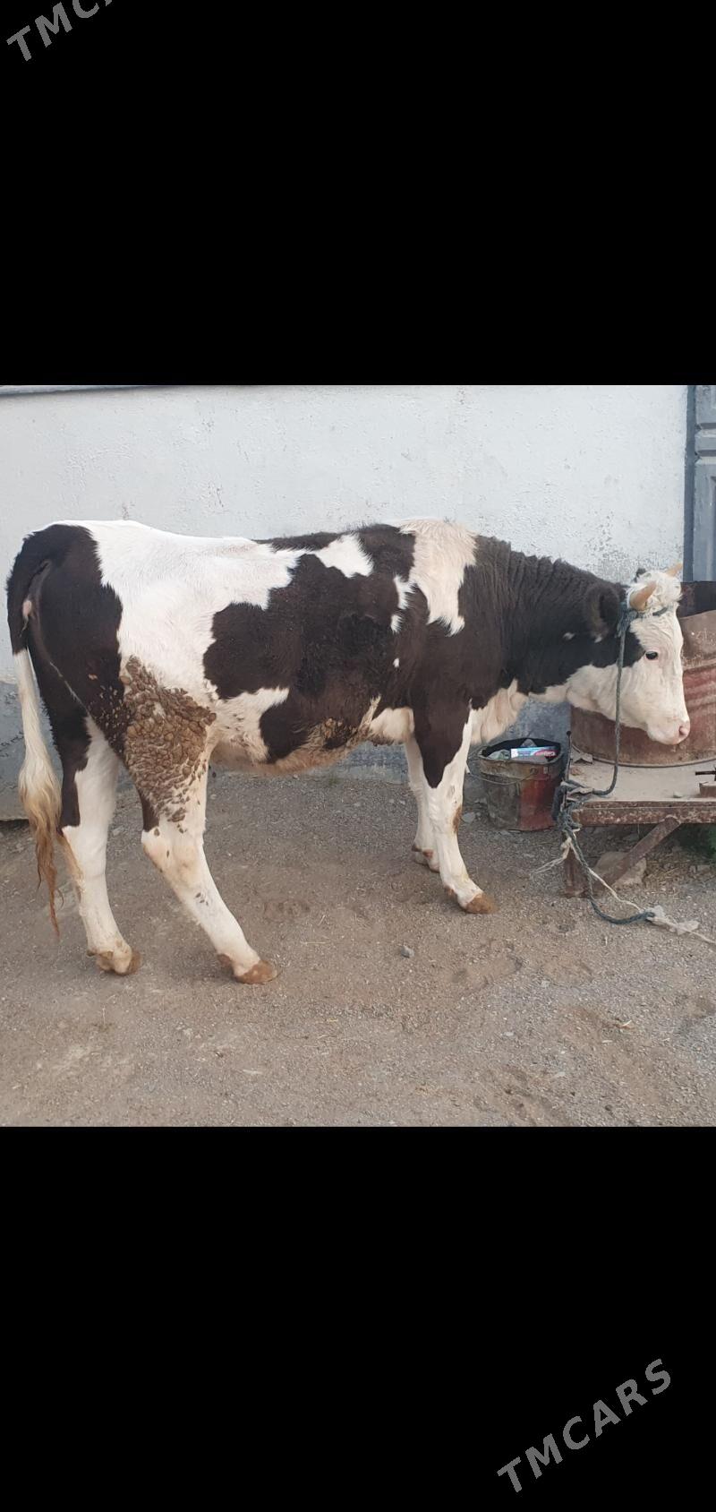 bakylan tuwe - Gökdepe - img 2