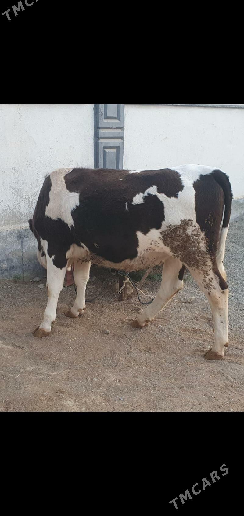 bakylan tuwe - Gökdepe - img 3