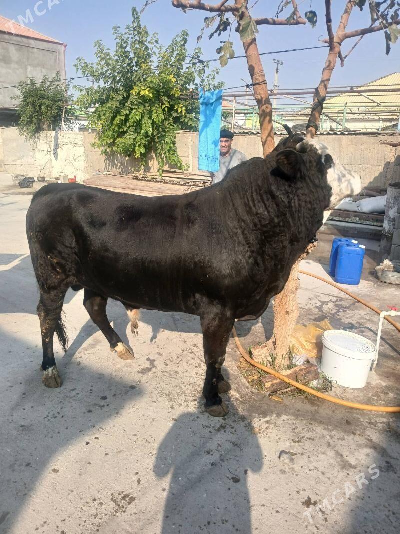 Öküz - Aşgabat - img 4