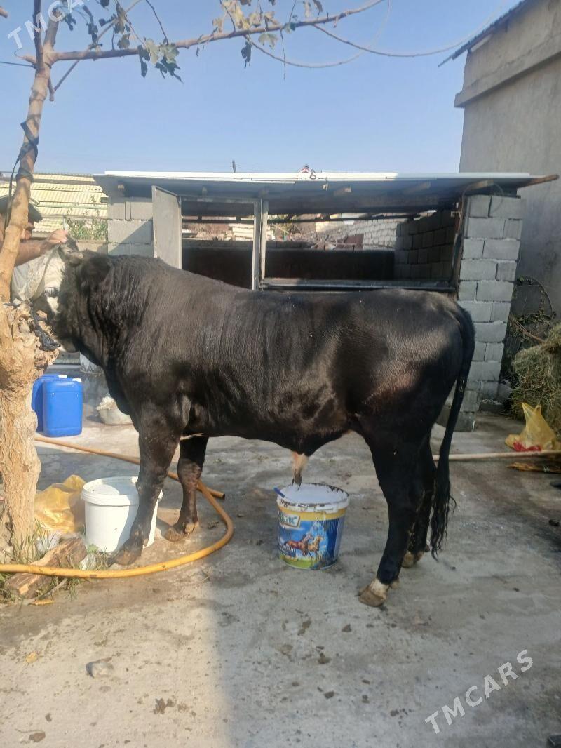 Öküz - Aşgabat - img 3