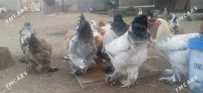 Brama horazlar - Гёкдепе - img 4