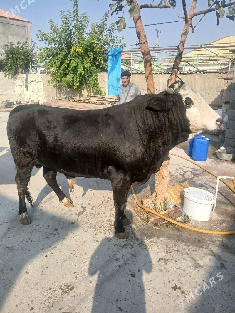 Öküz - Aşgabat - img 6