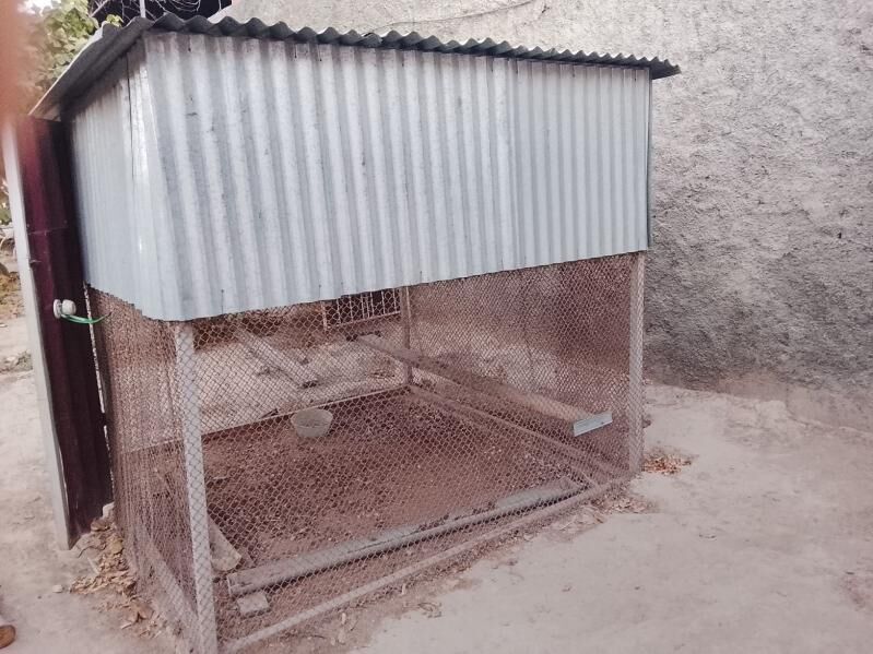 ketek курятник  - Aşgabat - img 2