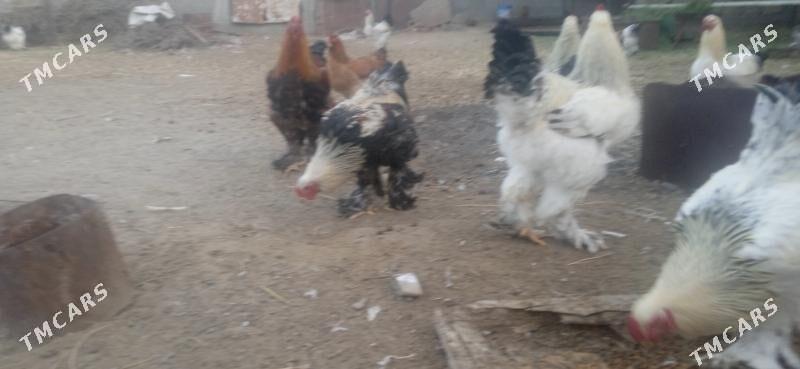 Brama horazlar - Гёкдепе - img 3