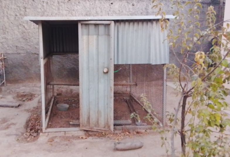 ketek курятник  - Aşgabat - img 3