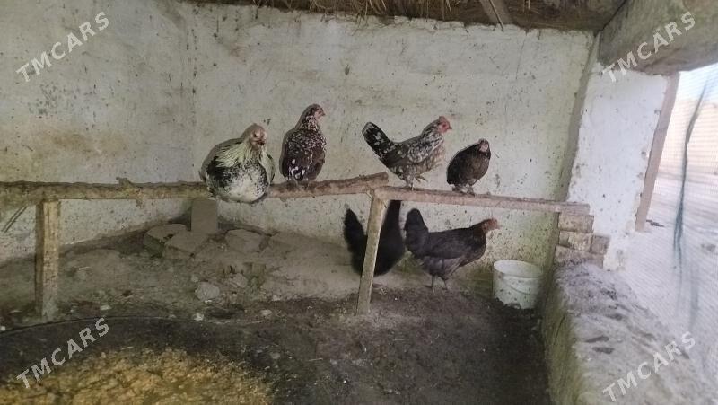 Towuk - Фарап - img 2