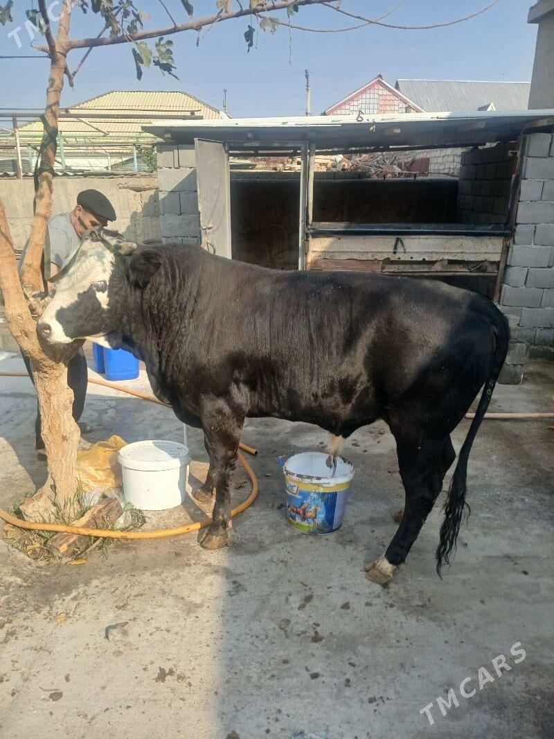 Öküz - Aşgabat - img 2