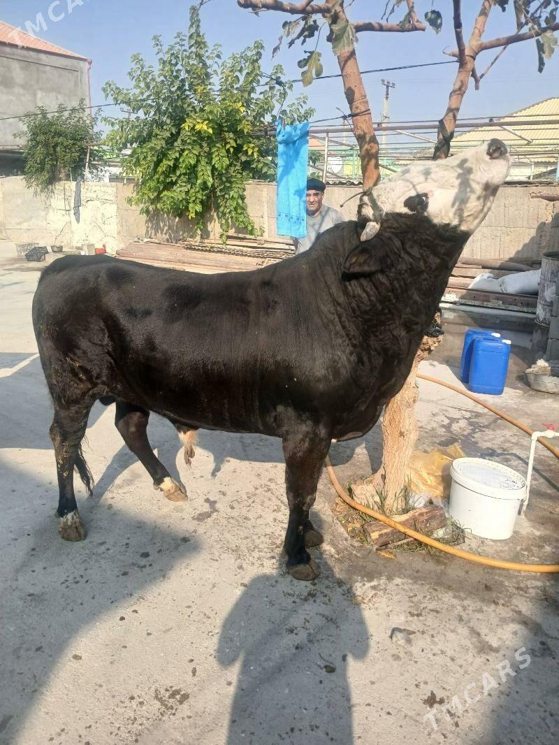 Öküz - Aşgabat - img 5