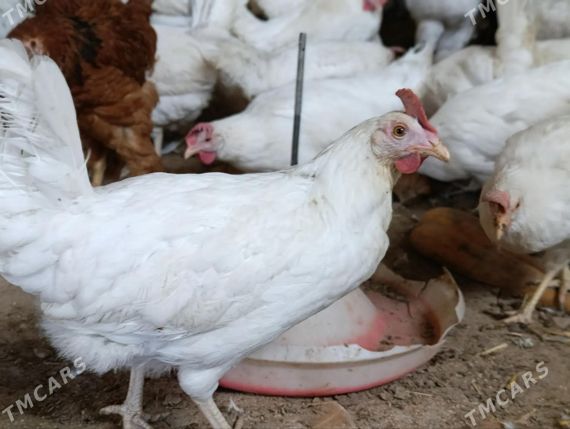 towuk - Gyzylarbat - img 1