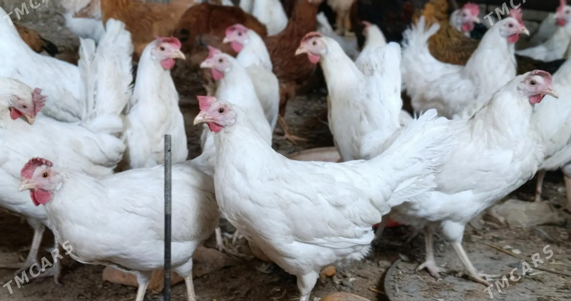 towuk - Gyzylarbat - img 2