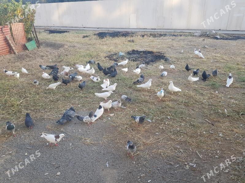 kepter - Türkmenabat - img 2