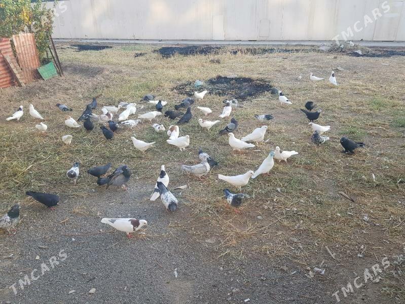 kepter - Türkmenabat - img 3