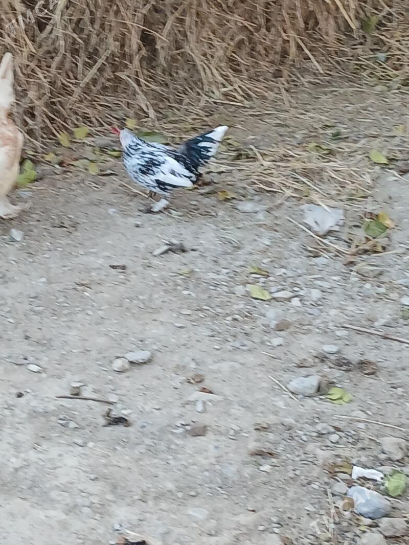 Karlik towuk - Гёкдепе - img 2