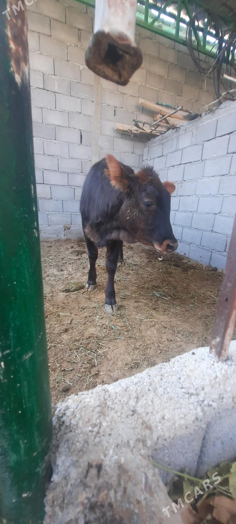 tuwe - Aşgabat - img 2