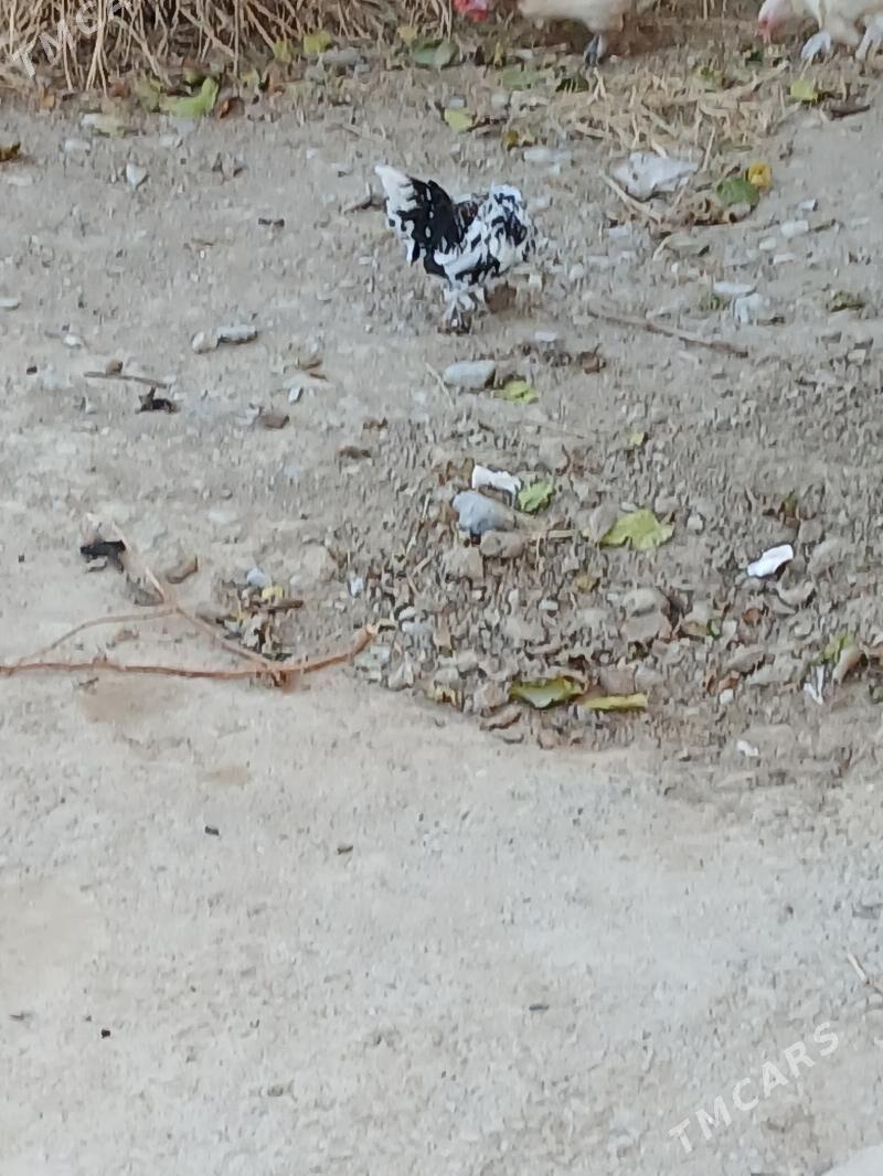 Karlik towuk - Гёкдепе - img 3