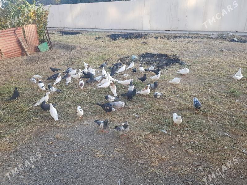 kepter - Türkmenabat - img 5