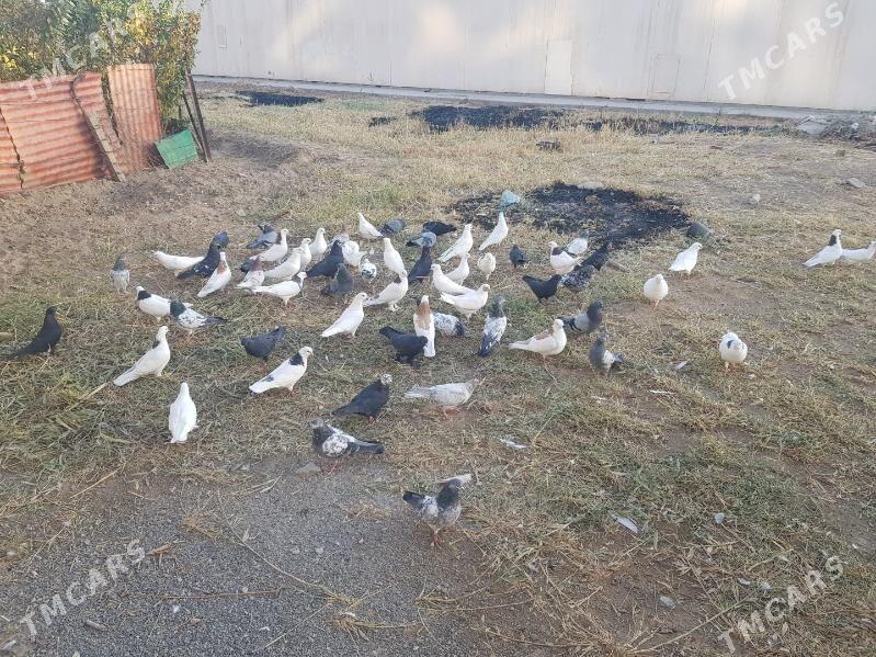 kepter - Türkmenabat - img 4