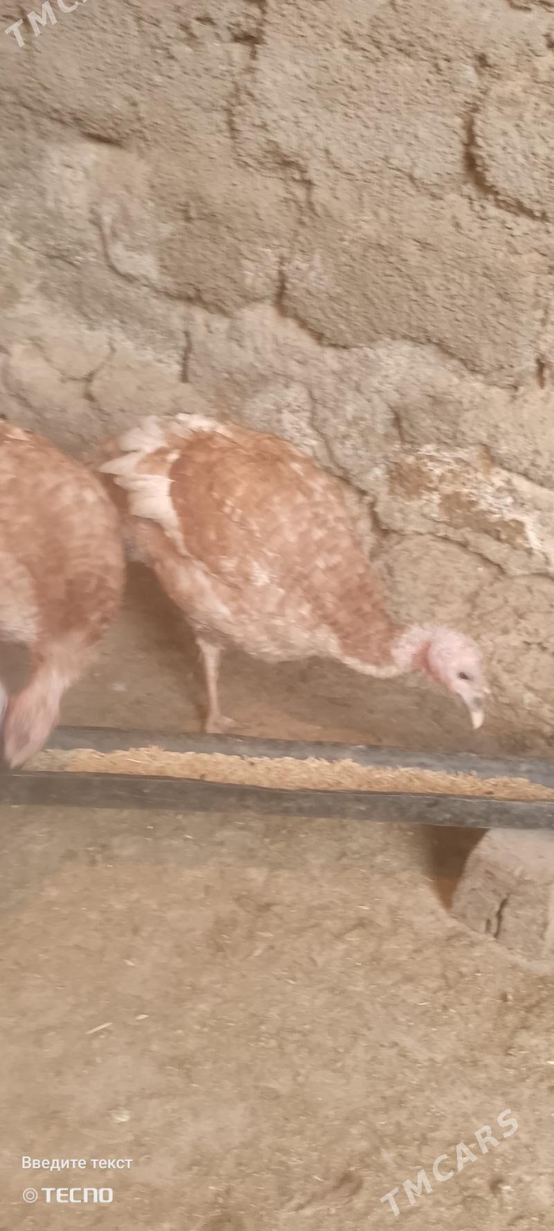 Induk - Анев - img 4