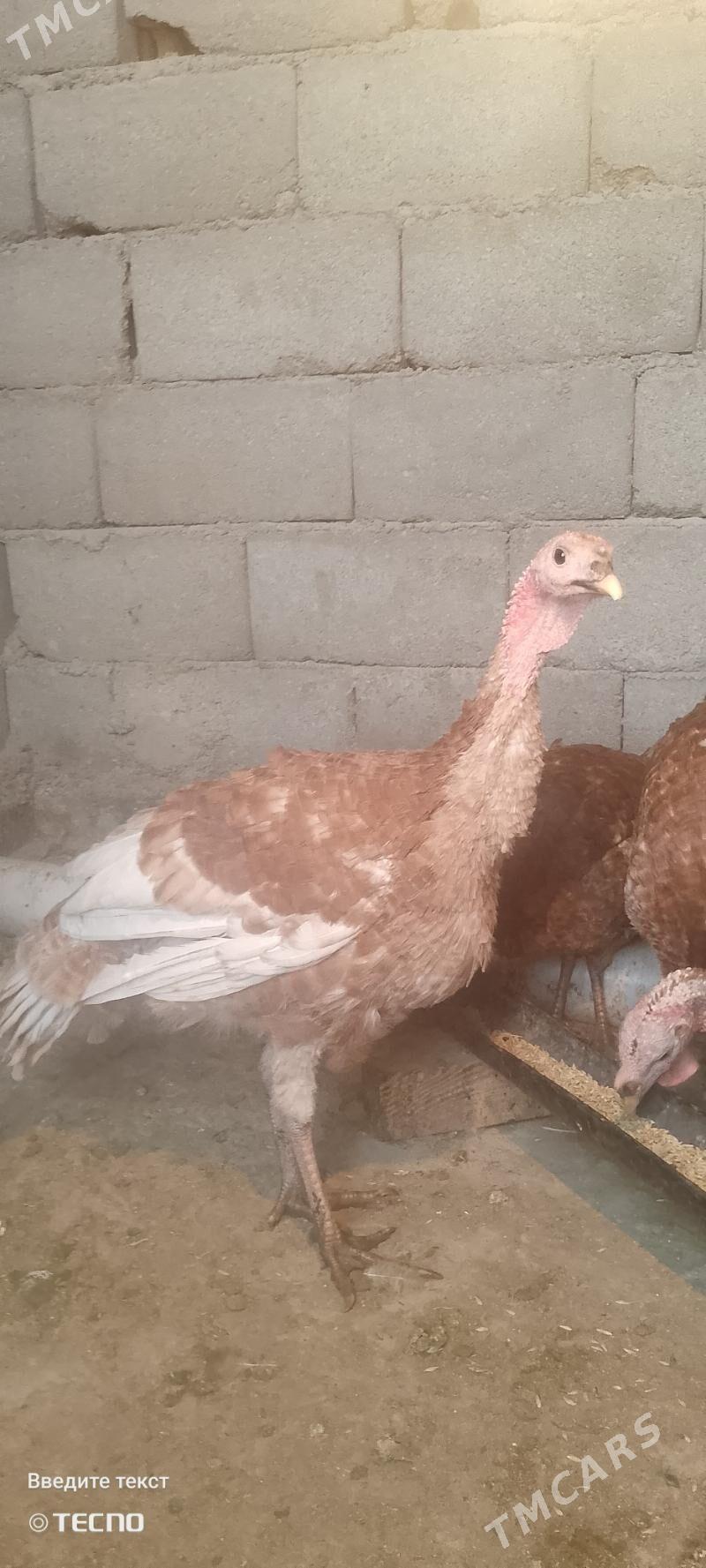 Induk - Анев - img 2