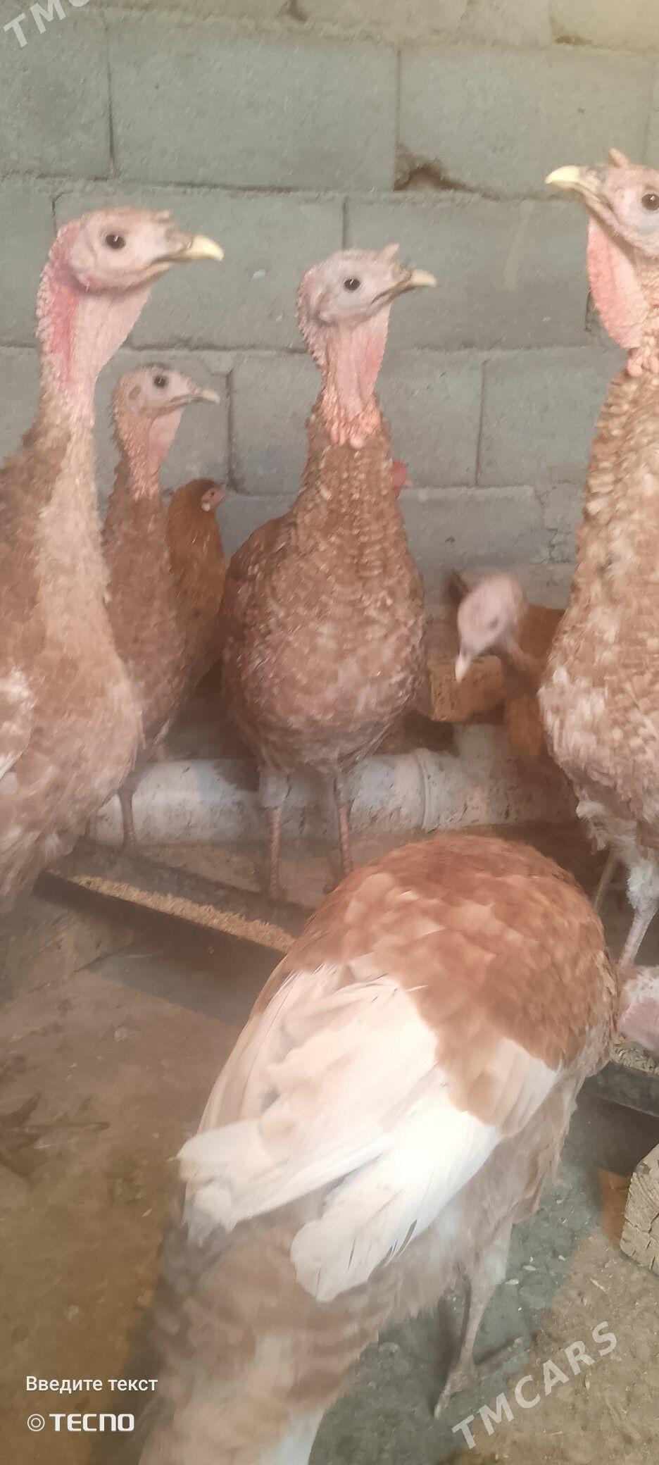 Induk - Анев - img 3