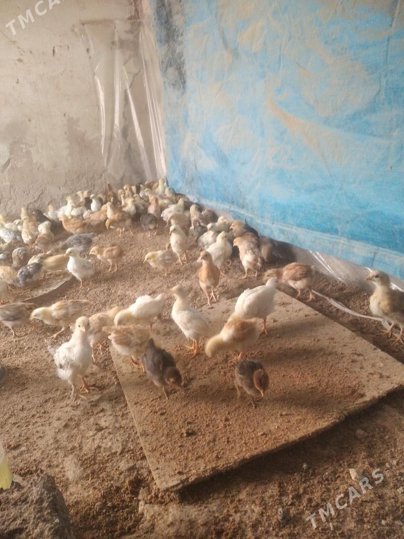 Jüyje - Бузмеин - img 4