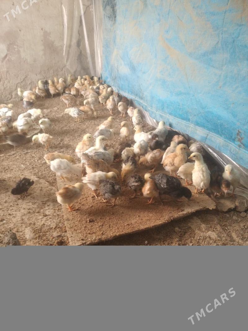 Jüyje - Бузмеин - img 3