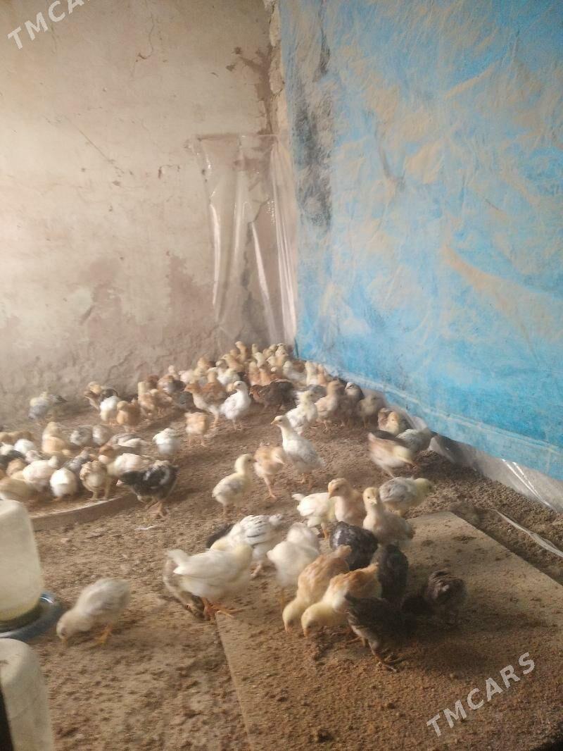 Jüyje - Бузмеин - img 6