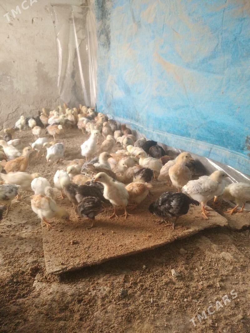 Jüyje - Бузмеин - img 2