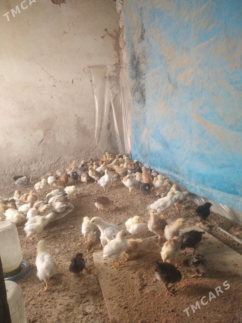 Jüyje - Бузмеин - img 5