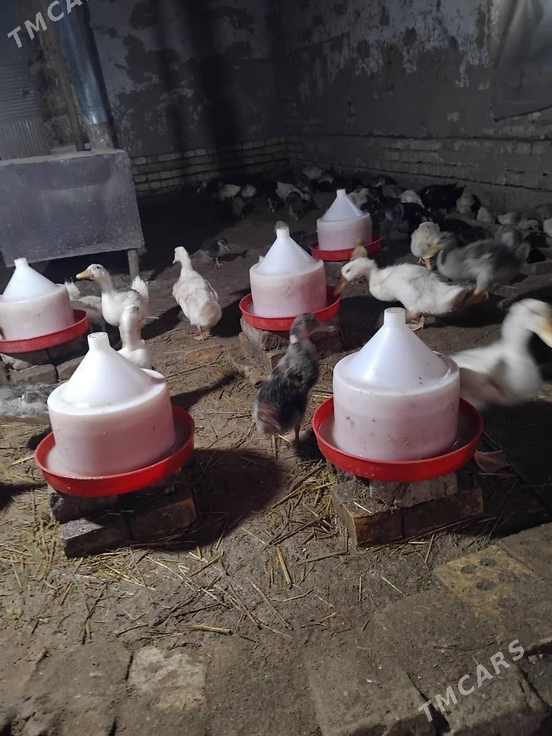 gak gak ordek - Мары - img 5