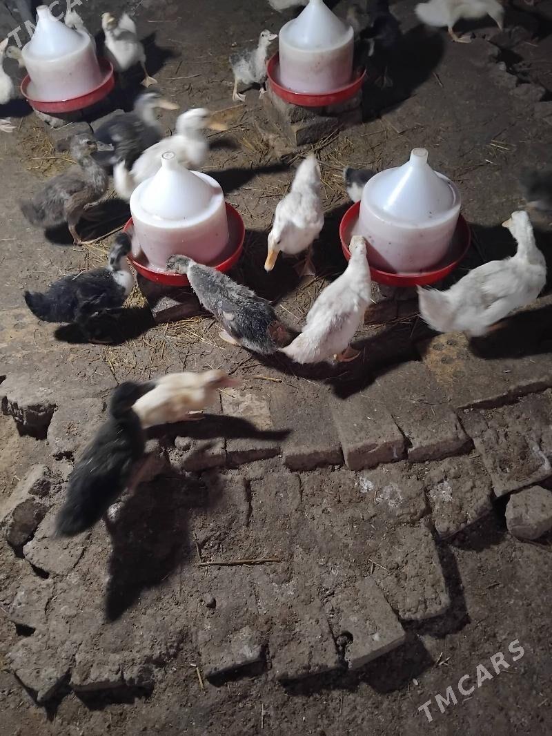 gak gak ordek - Мары - img 6