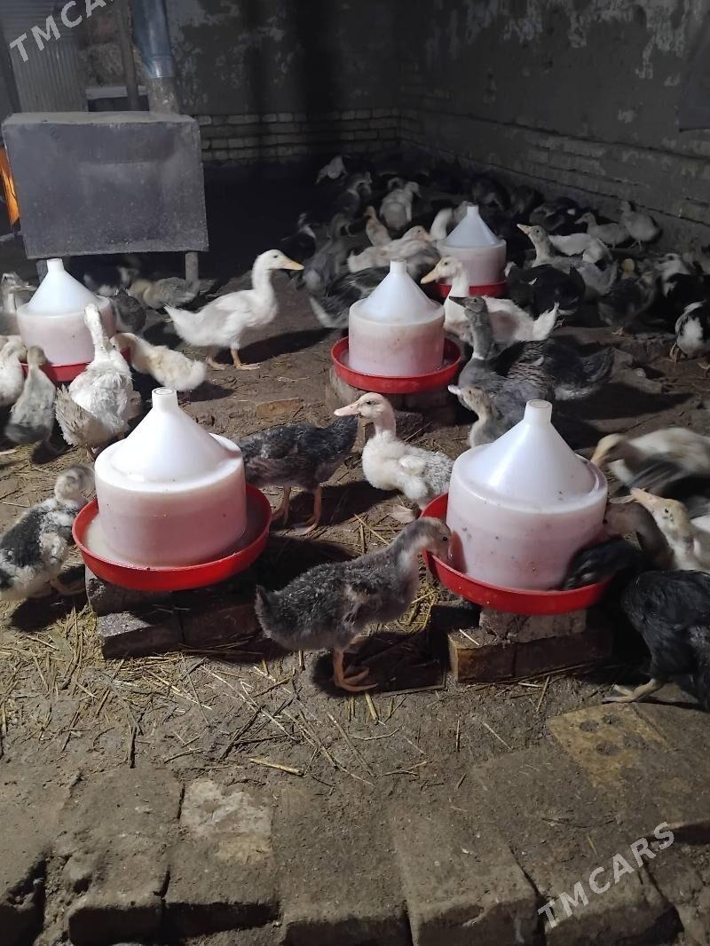 gak gak ordek - Мары - img 4