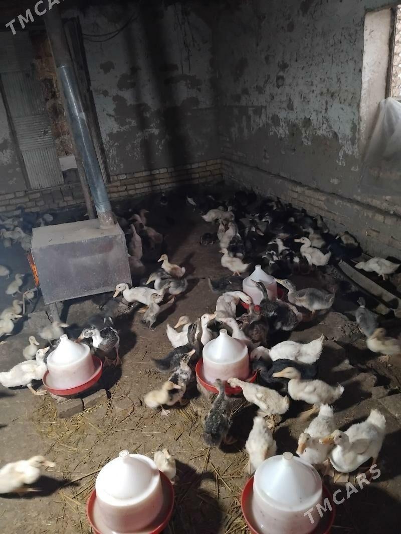 gak gak ordek - Мары - img 3