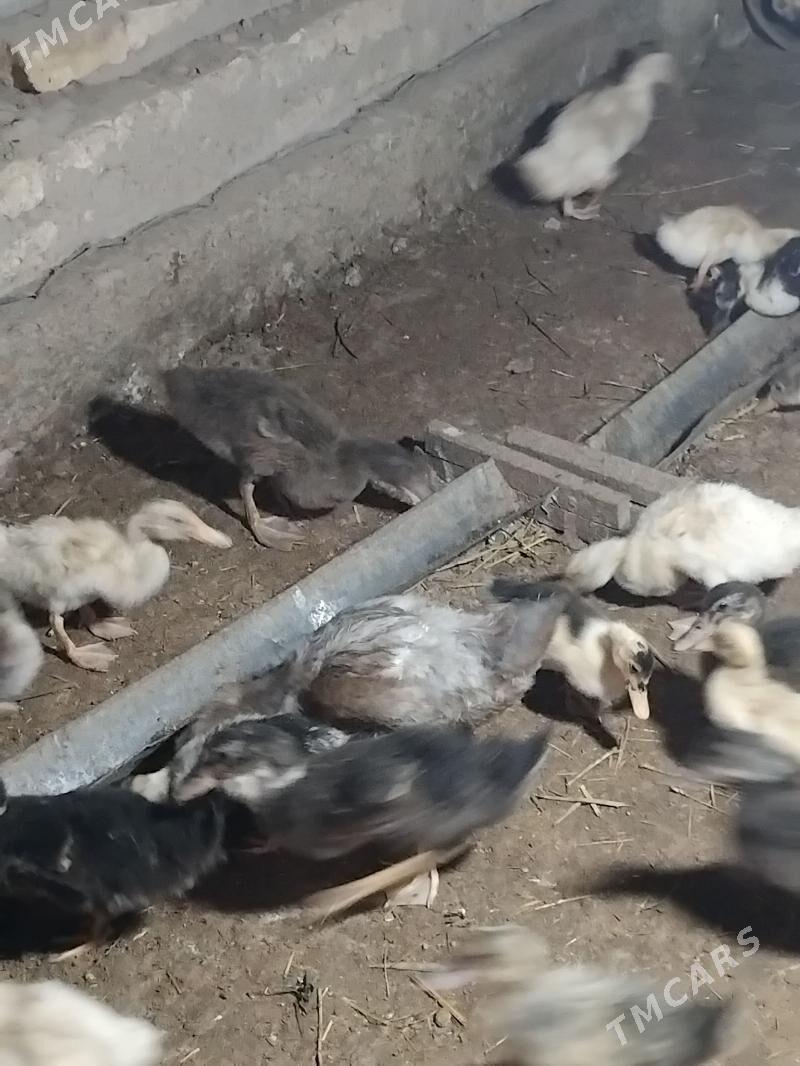 gak gak ordek - Мары - img 2