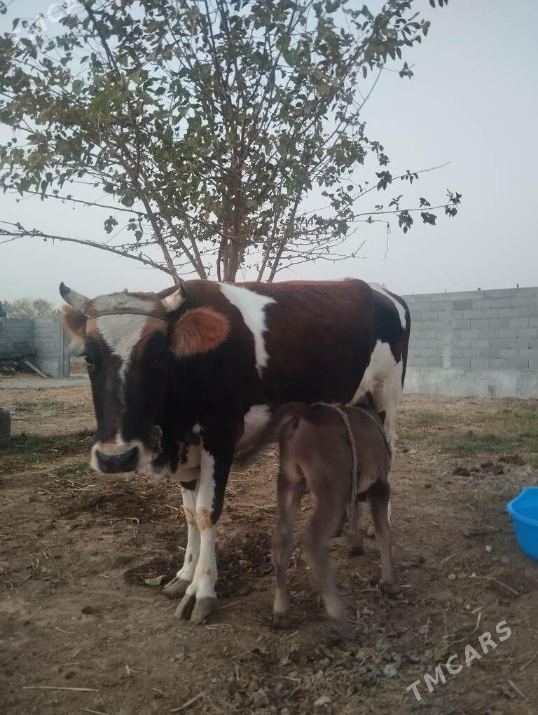 goleli sigir - Gökdepe - img 2