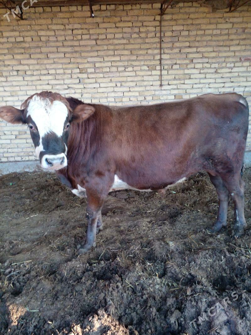 őkuz - Чарджоу - img 3