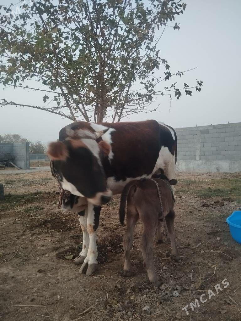 goleli sigir - Gökdepe - img 3