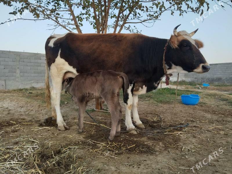 goleli sigir - Gökdepe - img 4