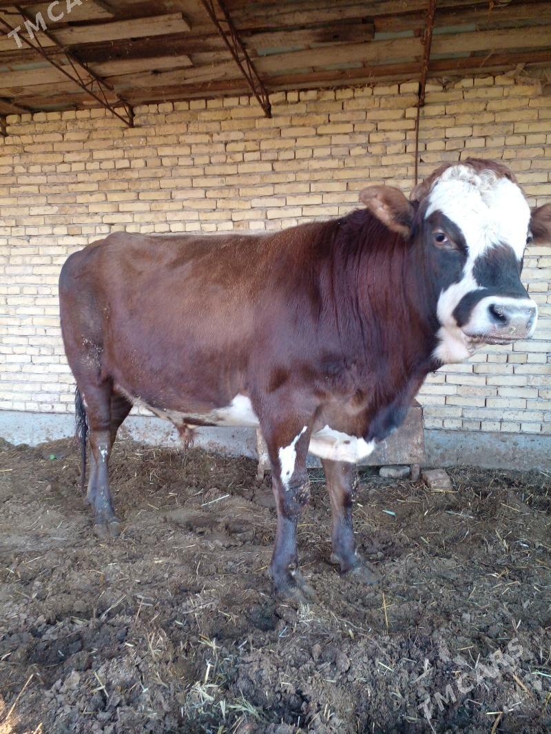 őkuz - Чарджоу - img 1