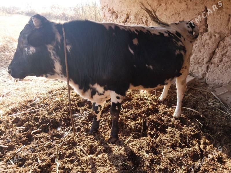 Öküz - етр. Туркменбаши - img 7