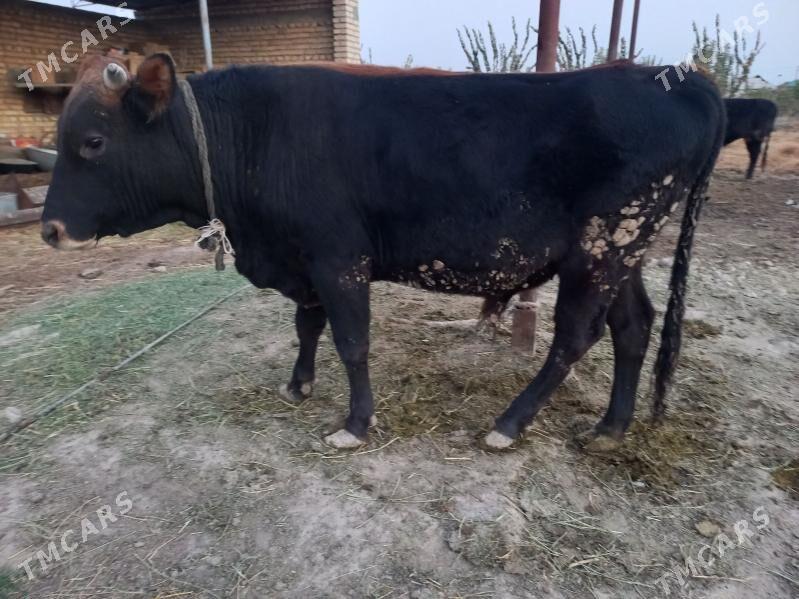 Okuz - Яшлык - img 1