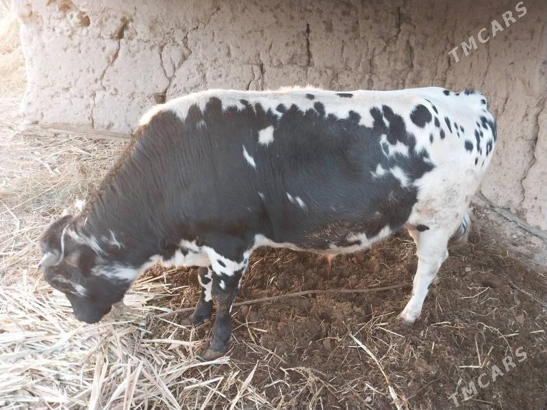 Öküz - етр. Туркменбаши - img 3