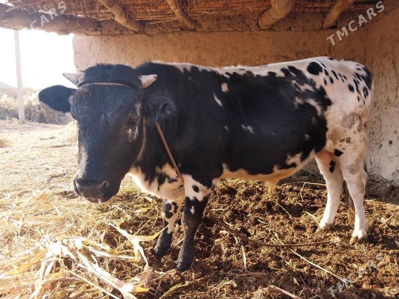 Öküz - етр. Туркменбаши - img 5