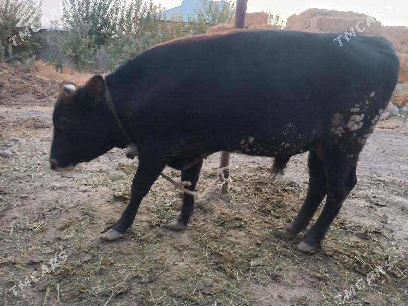 Okuz - Яшлык - img 2