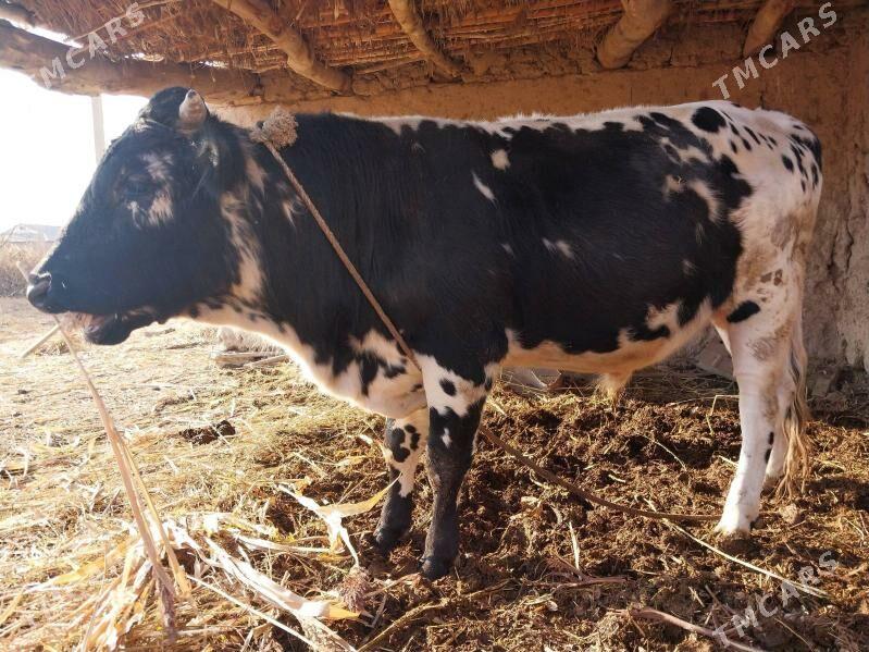 Öküz - етр. Туркменбаши - img 6